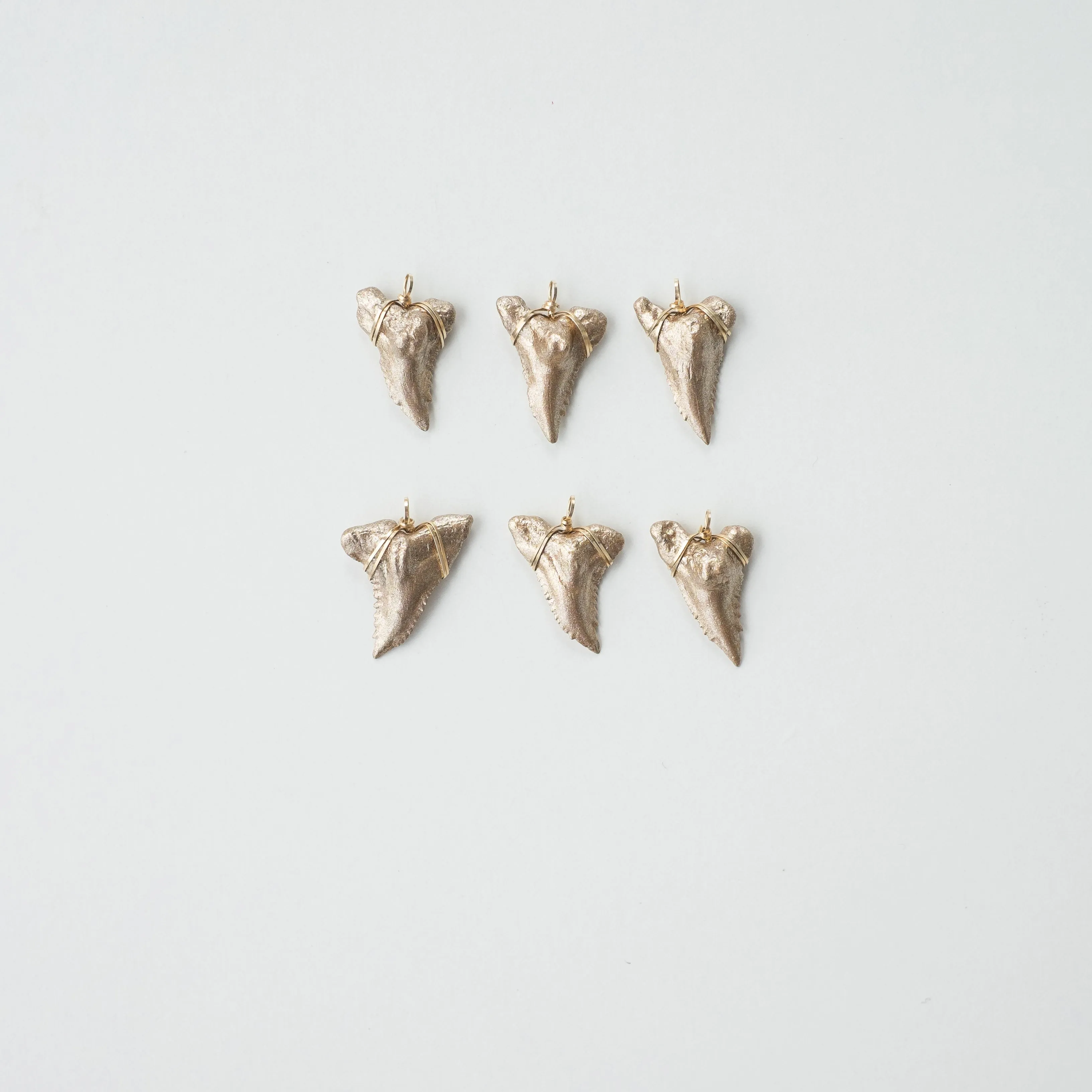 Real Shark Tooth Pendant— Foxy Fossils