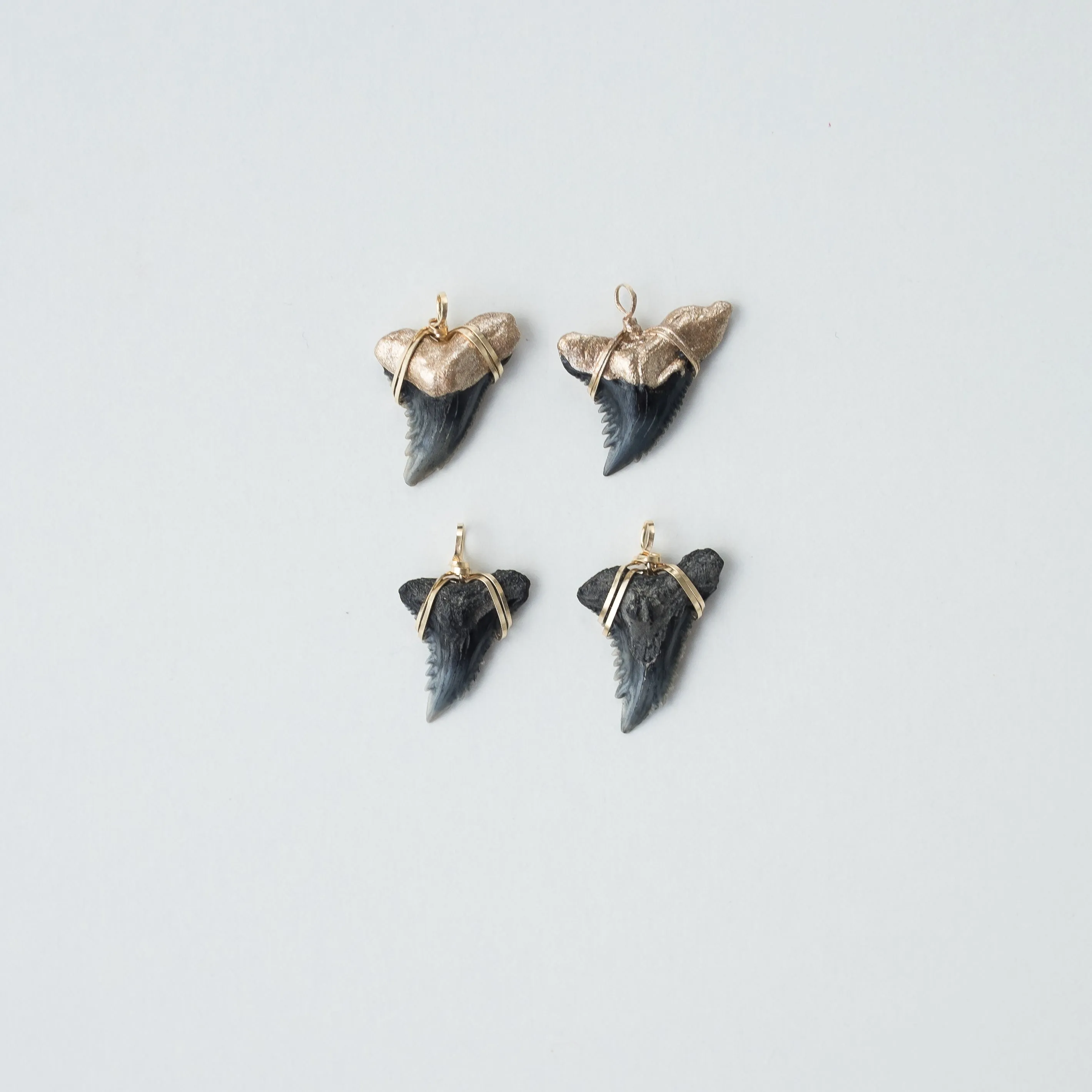 Real Shark Tooth Pendant— Foxy Fossils