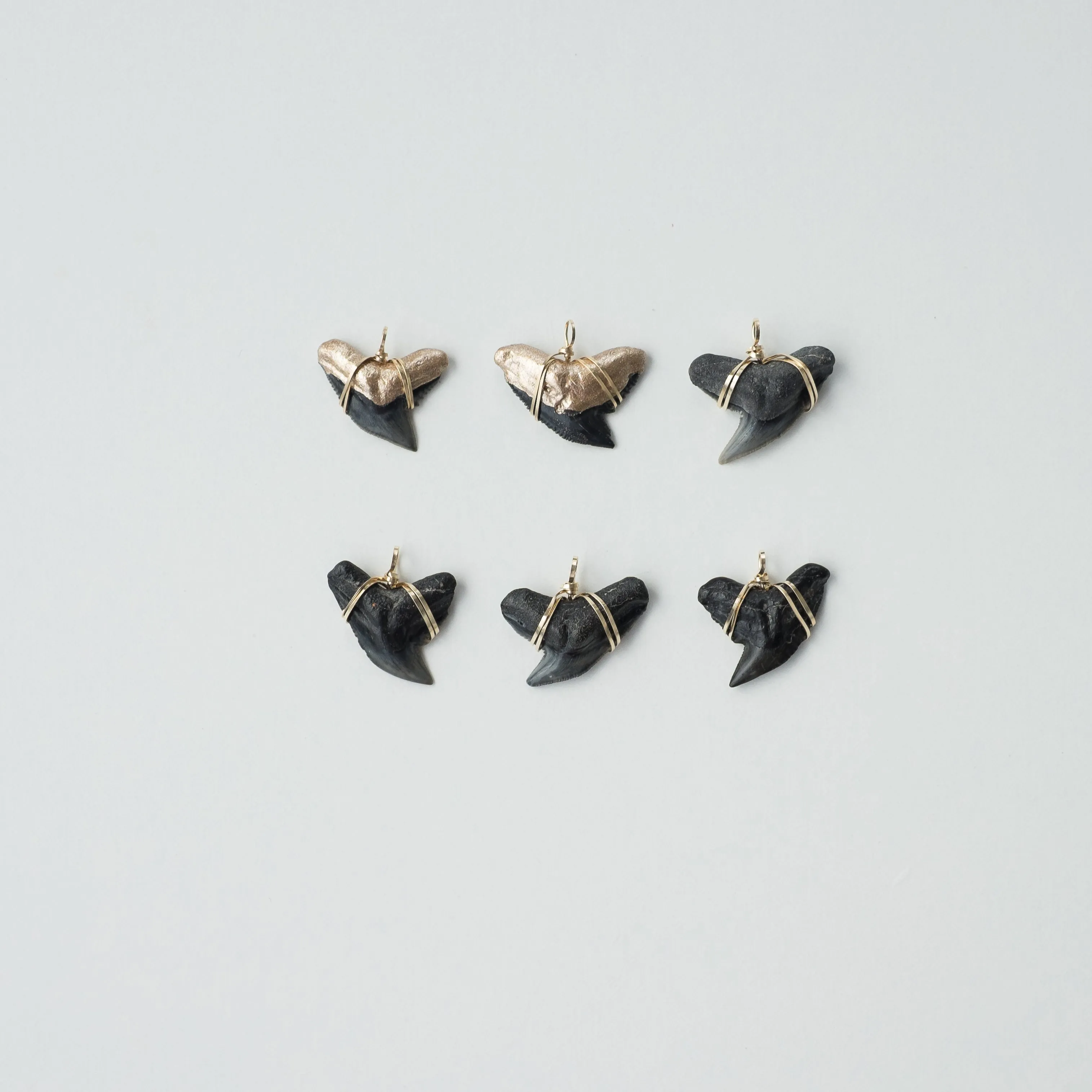 Real Shark Tooth Pendant— Foxy Fossils