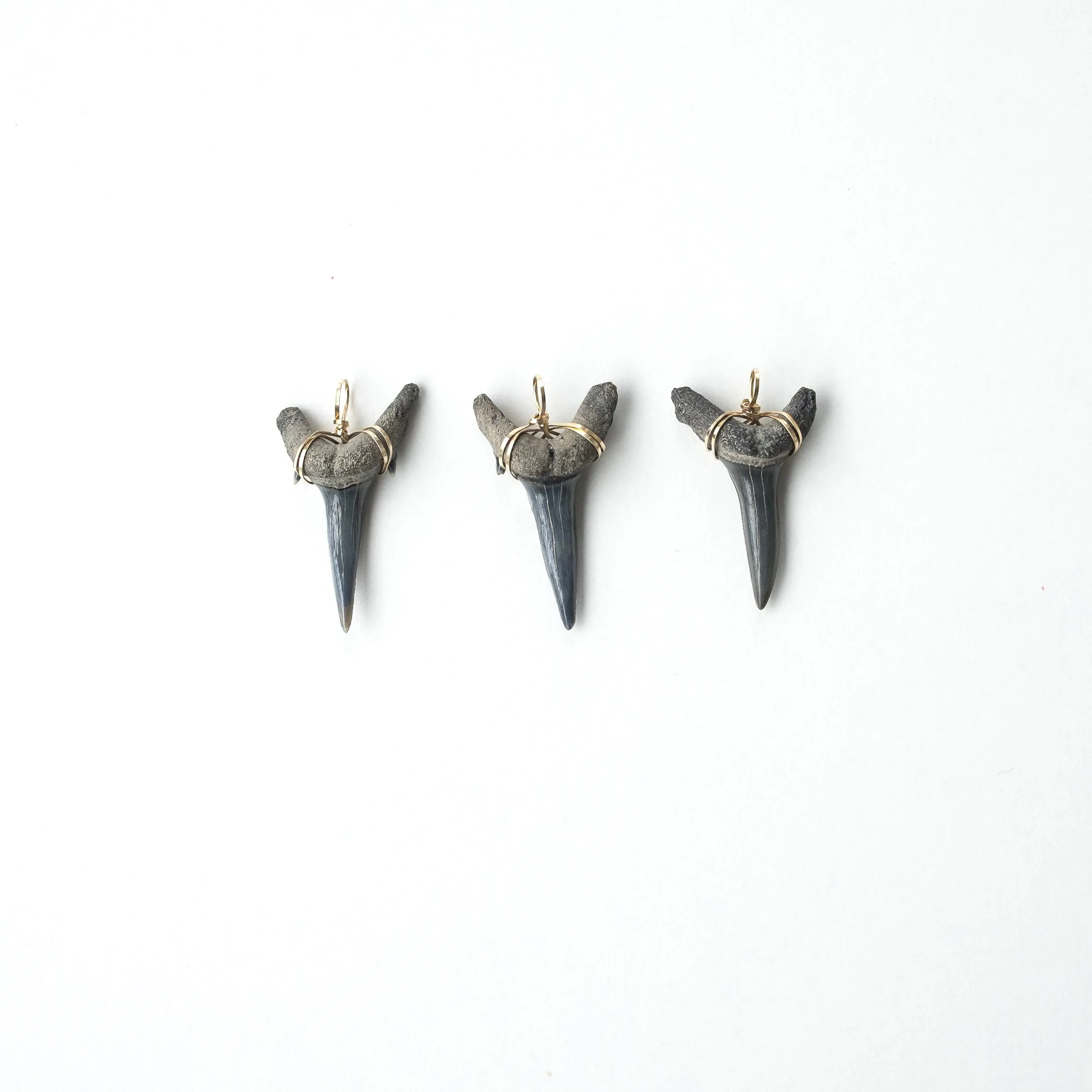 Real Shark Tooth Pendant— Foxy Fossils