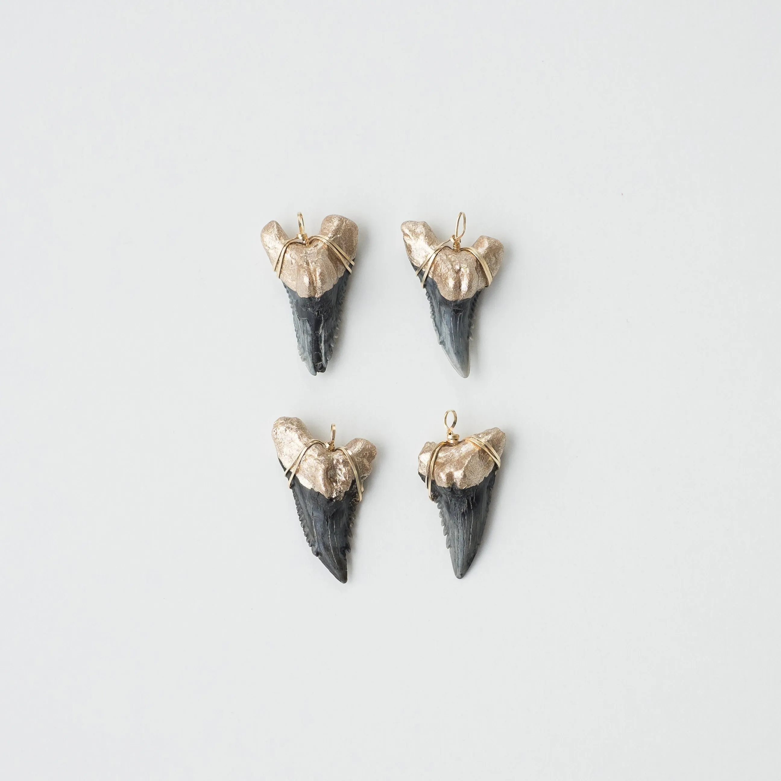 Real Shark Tooth Pendant— Foxy Fossils