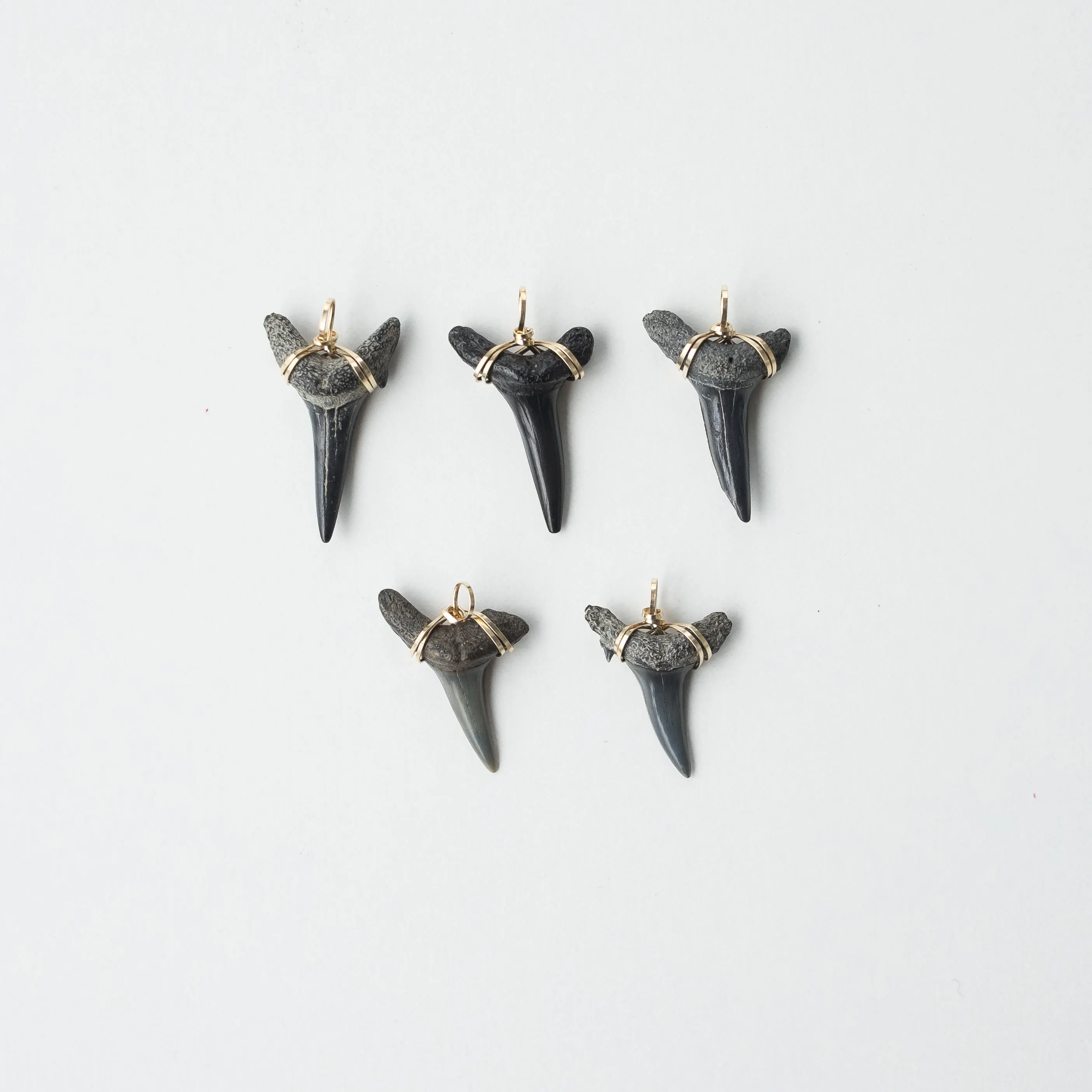 Real Shark Tooth Pendant— Foxy Fossils