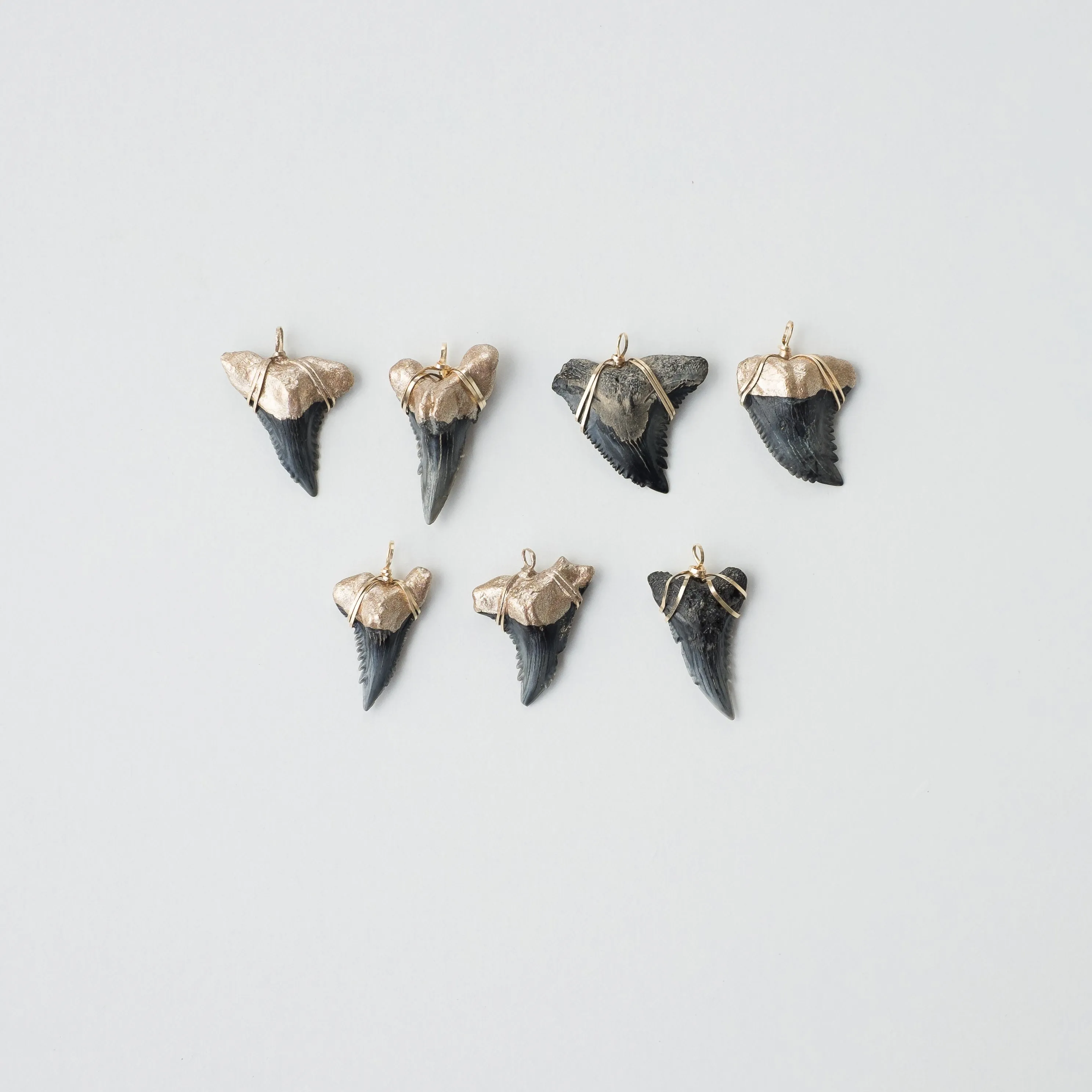 Real Shark Tooth Pendant— Foxy Fossils