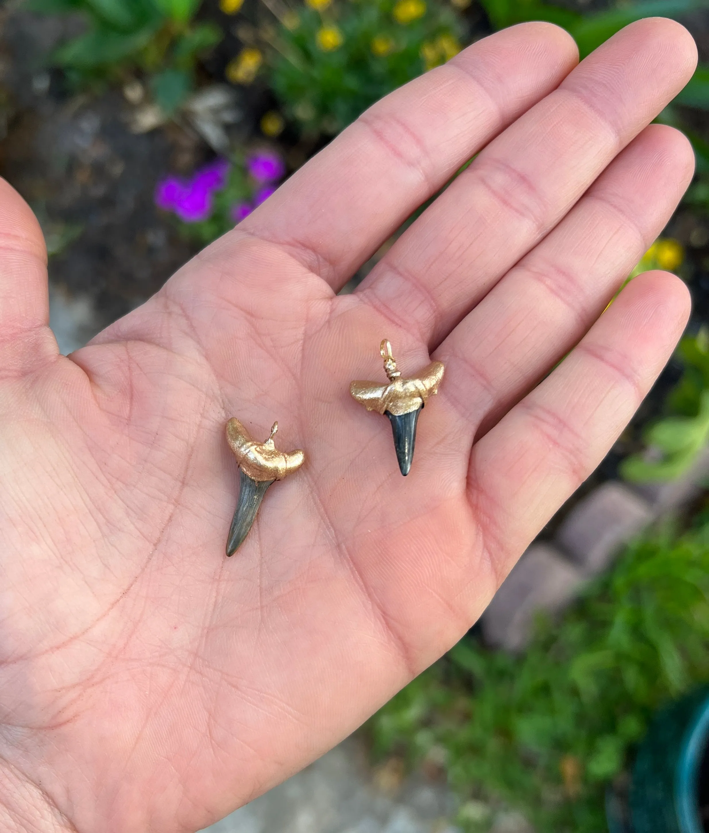 Real Shark Tooth Pendant— Foxy Fossils